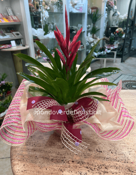 Pianta di guzmania. Il prezzo è senza vaso.