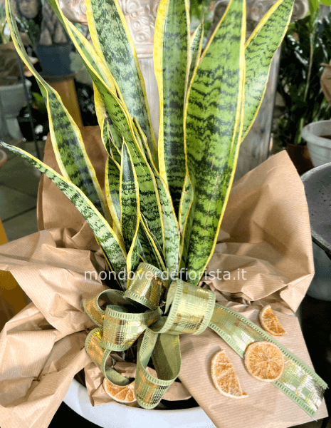Pianta di sansevieria h. 45