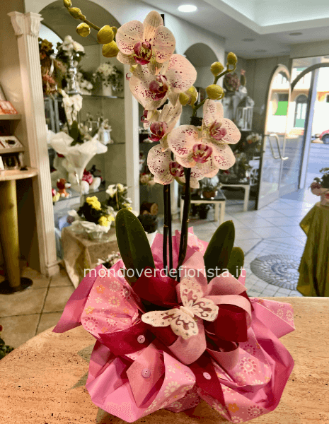 Pianta di Phaleonopsis, diversi colori a richiesta.